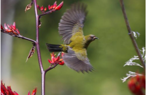 Bellbird flying.
