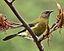 By Sid Mosdell from New Zealand (Bellbird) [CC BY 2.0 (http://creativecommons.org/licenses/by/2.0)], via Wikimedia Commons