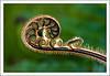 'Koru' byjsmoral
