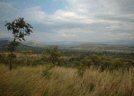 savanna