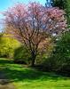 Spring tree by macieklew