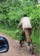 transporting_bananas