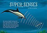 Super Senses cover.